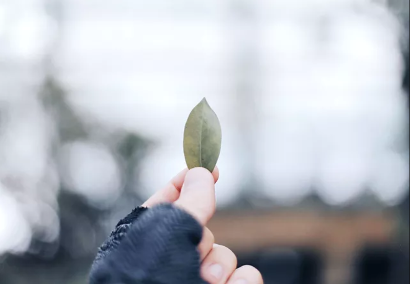 someone holding a leaf